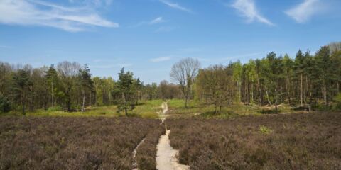 Amersfoort Woud weg pad